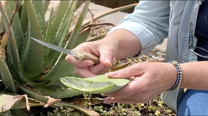 where can i find aloe vera