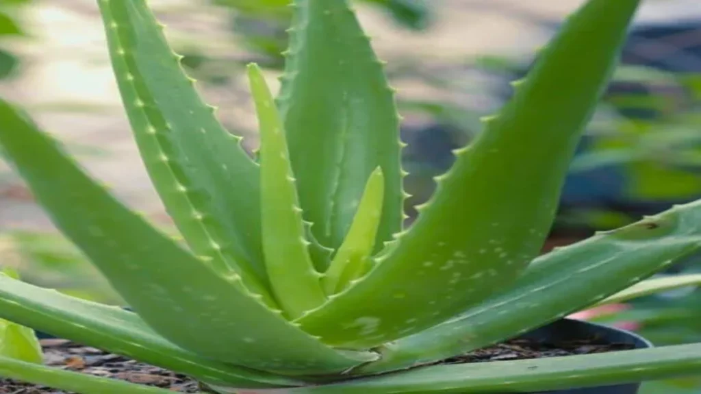 Where Can I Find Aloe Vera? Discover the Best Places to Source this Amazing Plant