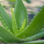 Where Can I Find Aloe Vera Plant? Your Ultimate Guide