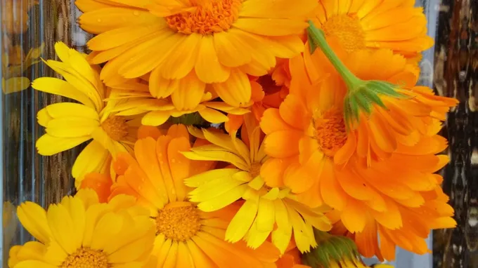 where can i find calendula