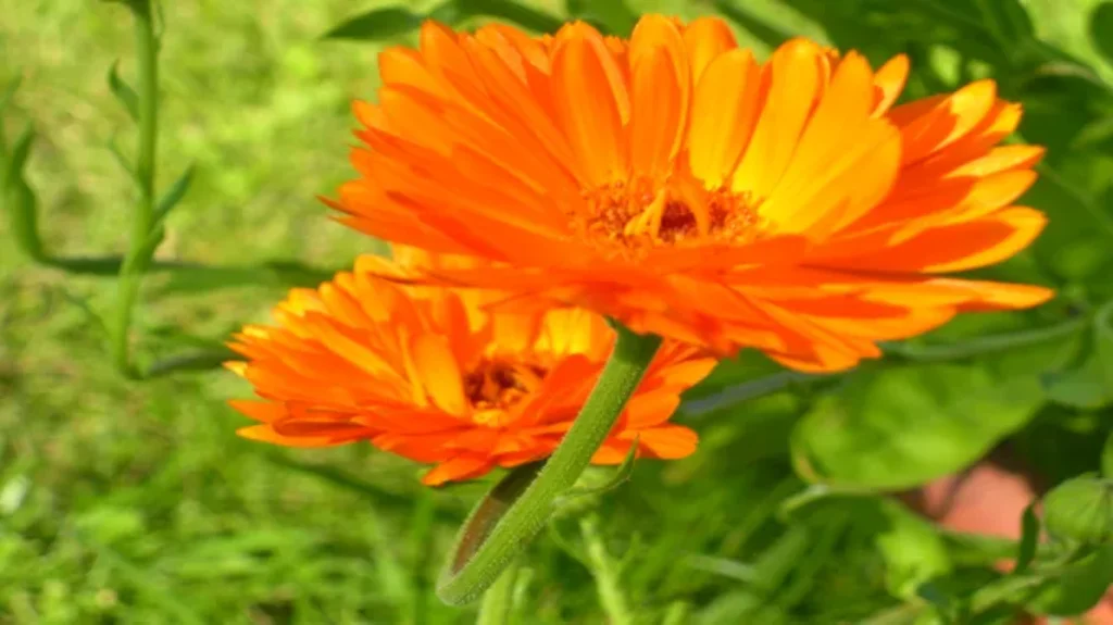 Where Can I Find Calendula? Discover the Best Sources for Calendula Products