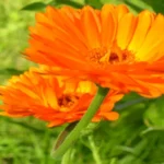 Where Can I Find Calendula? Discover the Best Sources for Calendula Products