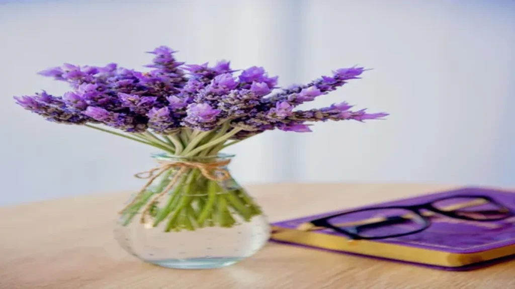 Where can I find lavender plants? Tips and tricks for locating the perfect lavender plants