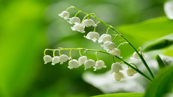 where can i find lily of the valley