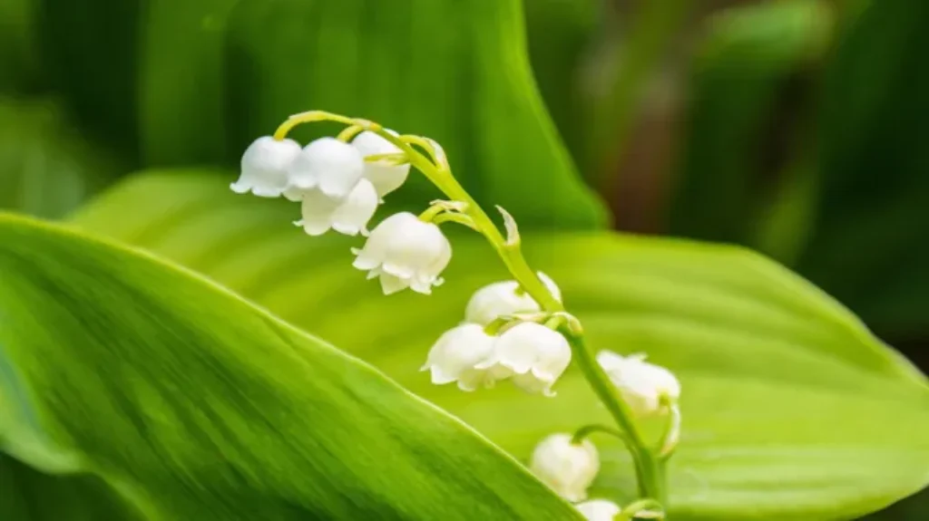 Where Can I Find Lily of the Valley: A Guide to Locating This Delicate Flower