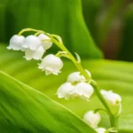 Where Can I Find Lily of the Valley: A Guide to Locating This Delicate Flower