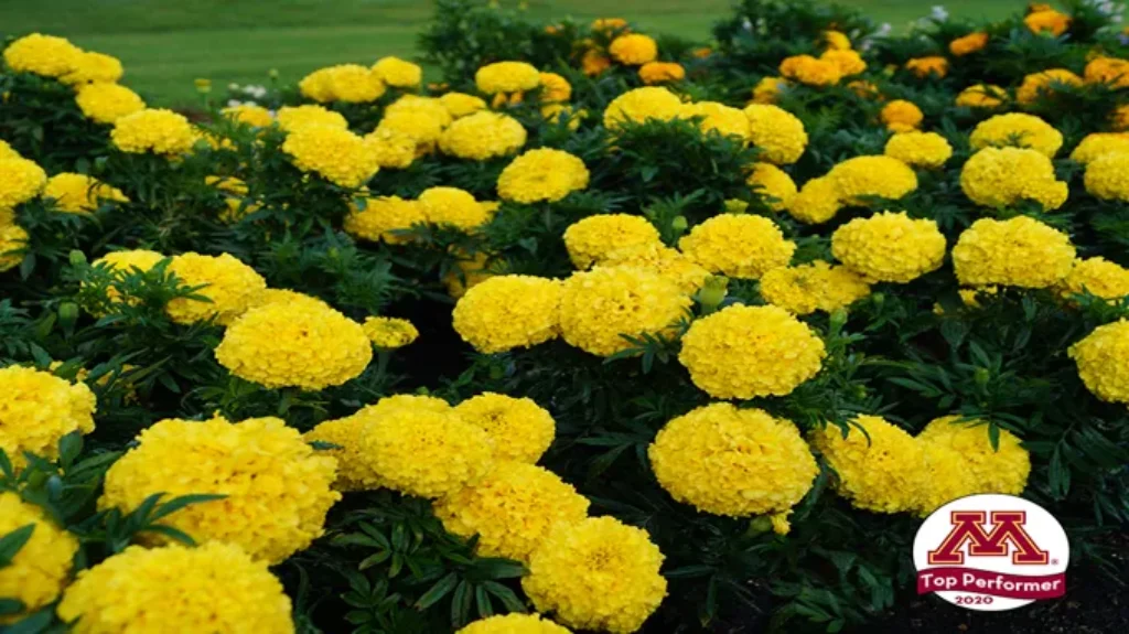 Where Can I Find Marigolds? Discover the Best Sources for Marigold Flowers