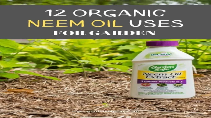 where can i find neem oil