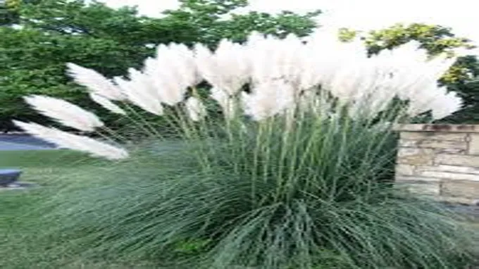 where can i find pampas grass