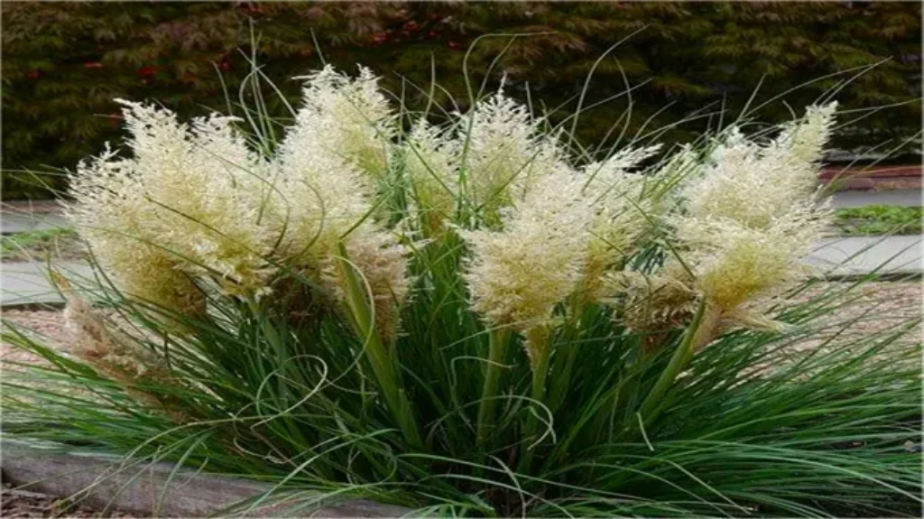 Where Can I Find Pampas Grass? Discover the Best Locations and Tips!