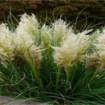 Where Can I Find Pampas Grass? Discover the Best Locations and Tips!