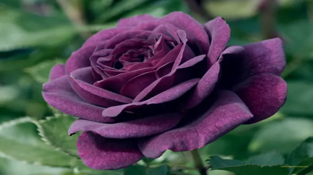 Where Can I Find Purple Roses? Discover the Best Sources for Rare and Vibrant Floral Beauties