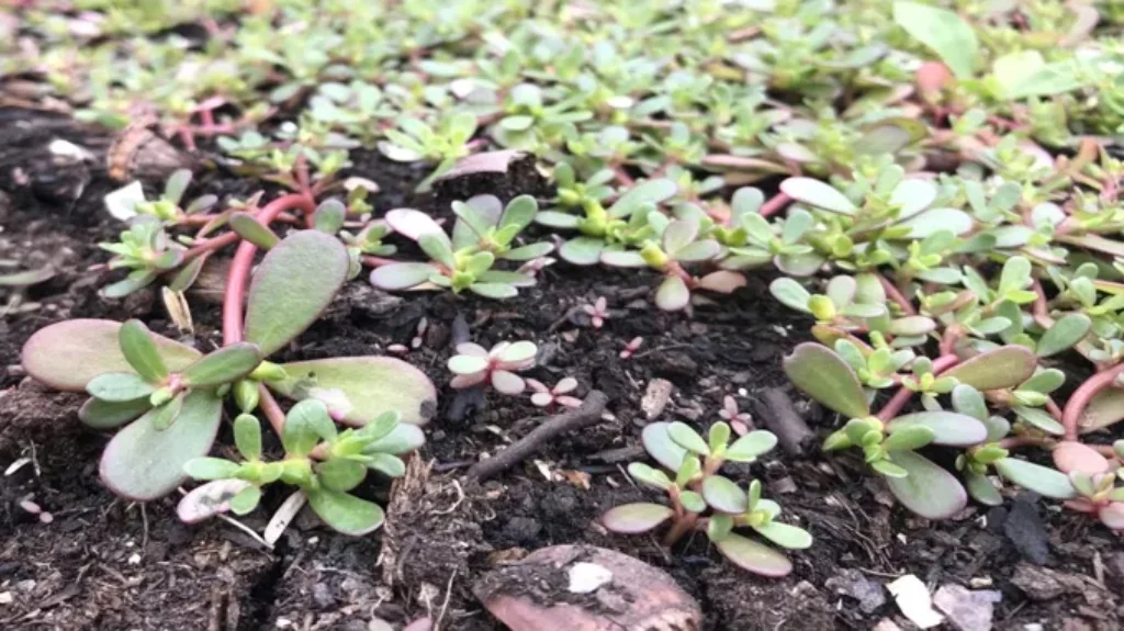 Where Can I Find Purslane? A Comprehensive Guide for Locating This Nutritious Plant