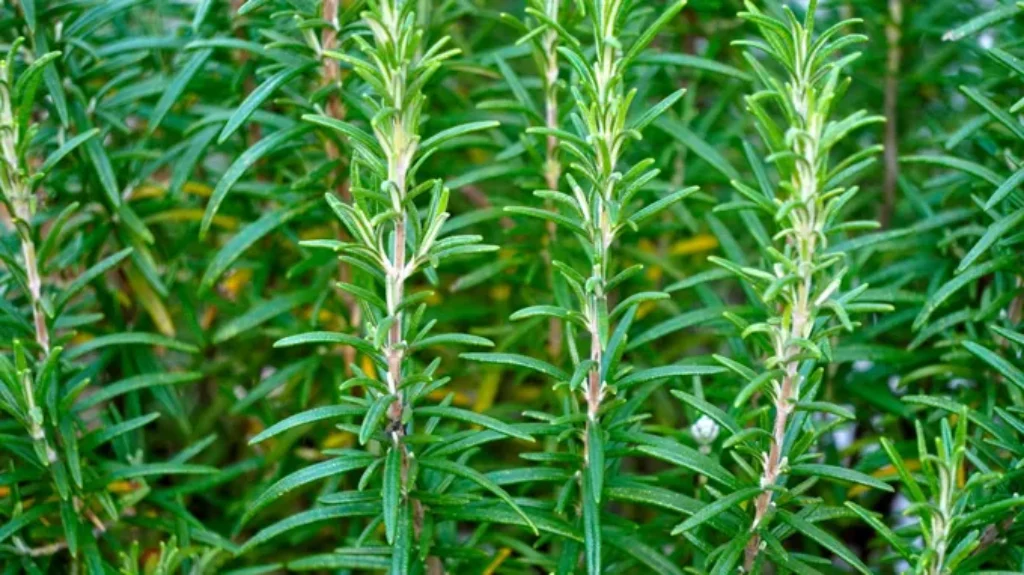 Where Can I Find Rosemary Plant? Discover the Best Locations for Rosemary Plants