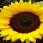 Where Can I Find Sunflowers: The Ultimate Guide for Flower Enthusiasts