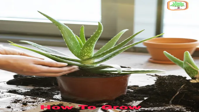 where can i get a aloe vera plant