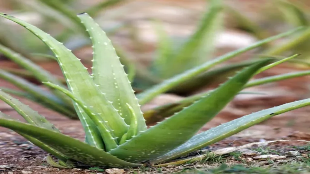 Where Can I Get a Aloe Vera Plant? Find the Perfect Aloe Vera Plant for Your Home