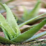 Where Can I Get a Aloe Vera Plant? Find the Perfect Aloe Vera Plant for Your Home