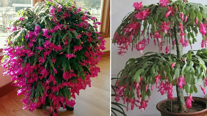 where can i get a christmas cactus