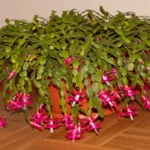 Where Can I Get a Christmas Cactus? Discover Top Sources for This Festive Houseplant