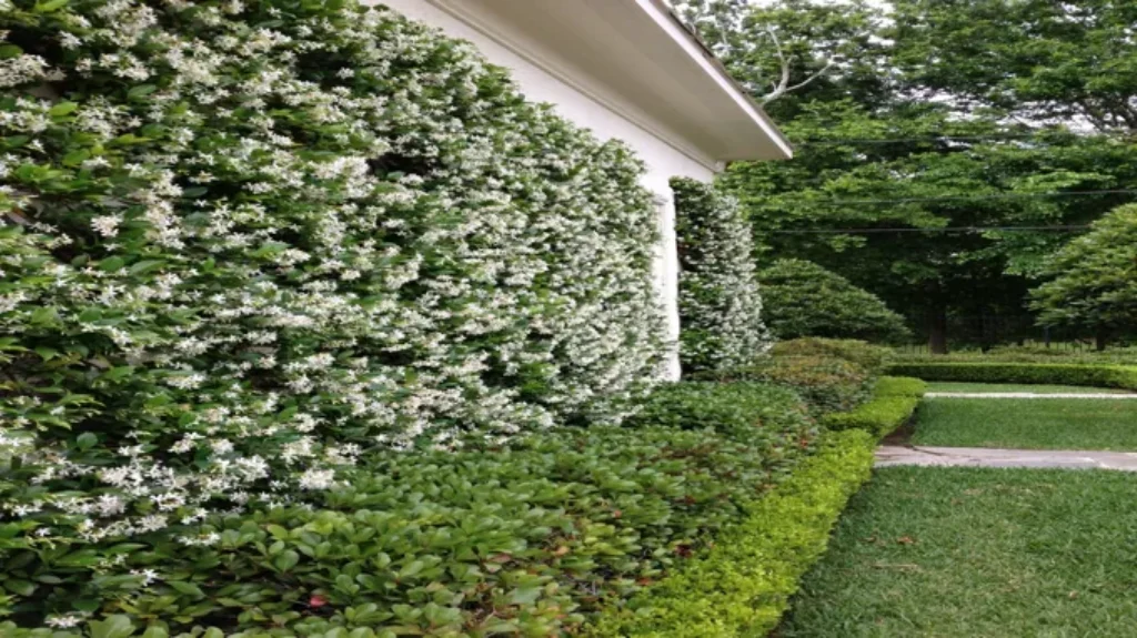 Where Can I Get a Jasmine Plant? Explore the Best Places to Find a Jasmine Plant for Your Home