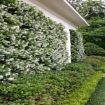 Where Can I Get a Jasmine Plant? Explore the Best Places to Find a Jasmine Plant for Your Home