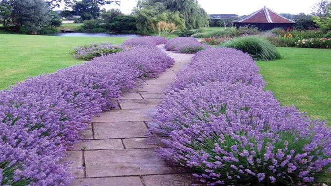 where can i get a lavender plant