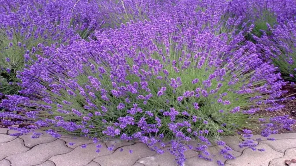 Where Can I Get a Lavender Plant? Find the Best Sources for Your Garden