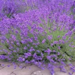 Where Can I Get a Lavender Plant? Find the Best Sources for Your Garden