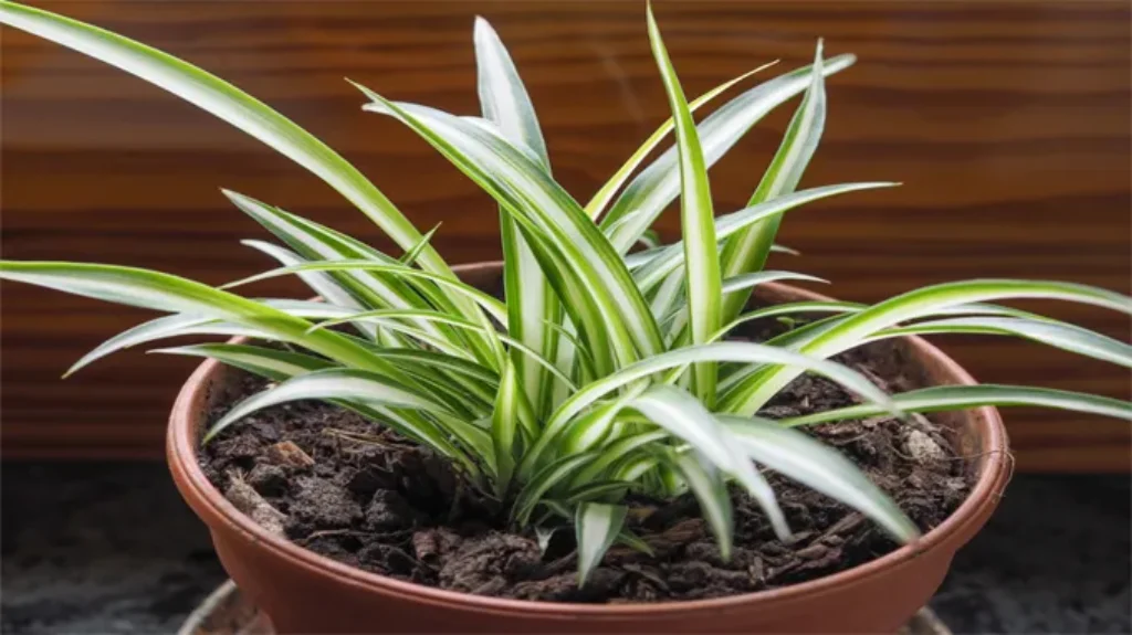 Where Can I Get a Spider Plant? Your Guide to Finding this Popular Houseplant