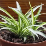 Where Can I Get a Spider Plant? Your Guide to Finding this Popular Houseplant