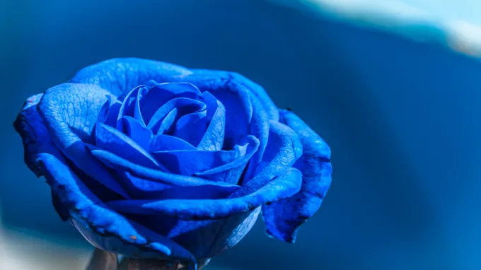 where can i get blue roses