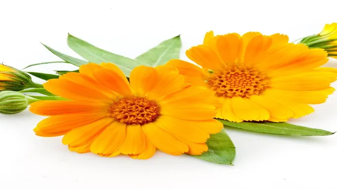 where can i get calendula