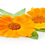 Where Can I Get Calendula: Top Places to Find Calendula Products