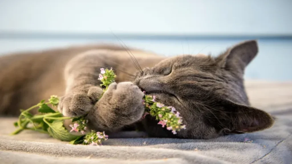 Where Can I Get Catnip? Discover the Best Places to Find Catnip for Your Feline Friend