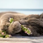 Where Can I Get Catnip? Discover the Best Places to Find Catnip for Your Feline Friend