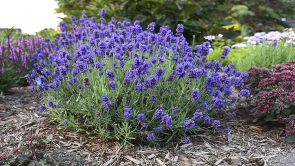 Where Can I Get Lavender? Your Guide to Finding the Best Sources