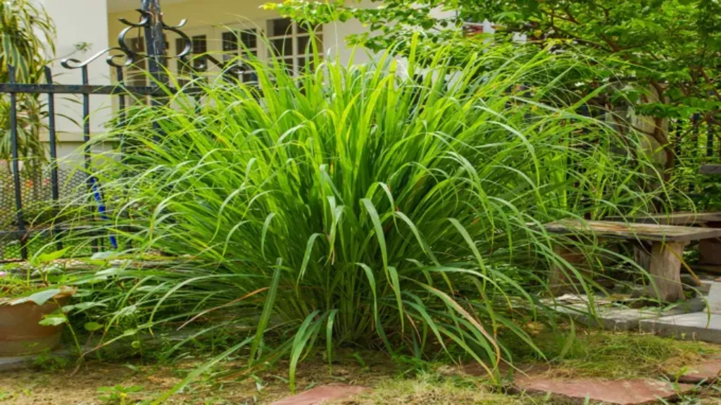 Where Can I Get Lemon Grass? Buy Fresh and Fragrant Lemon Grass Online