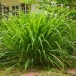 Where Can I Get Lemon Grass? Buy Fresh and Fragrant Lemon Grass Online