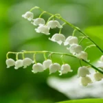 Where Can I Get Lily of the Valley? Find Your Favorite Blooms Here