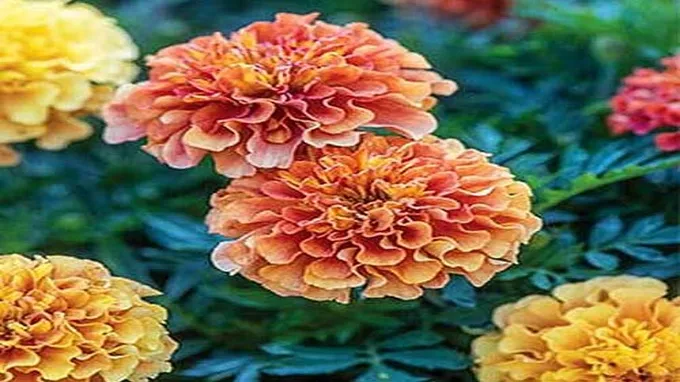 where can i get marigolds