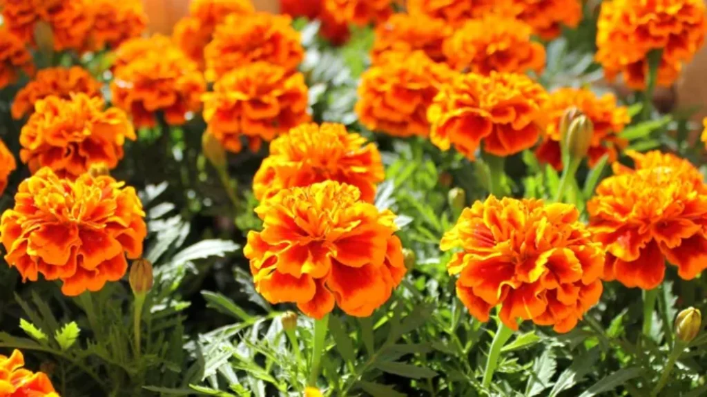 Where Can I Get Marigolds? Top Sources and Tips to Find Your Perfect Blooms