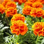 Where Can I Get Marigolds? Top Sources and Tips to Find Your Perfect Blooms