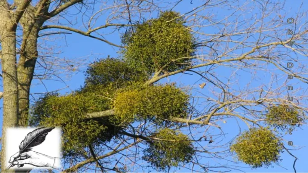 Where Can I Get Mistletoe? Your Ultimate Guide to Finding Mistletoe this Season