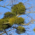 Where Can I Get Mistletoe? Your Ultimate Guide to Finding Mistletoe this Season