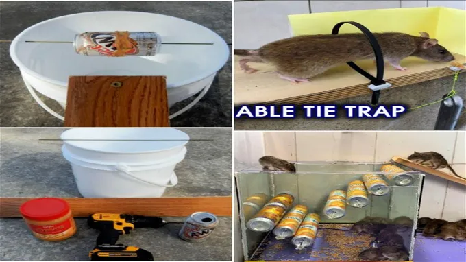 where can i get mouse traps