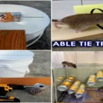 Where Can I Get Mouse Traps? Top Places to Find Effective Mouse Traps