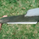 Where Can I Get My Mower Blade Sharpened? Discover the Best Options