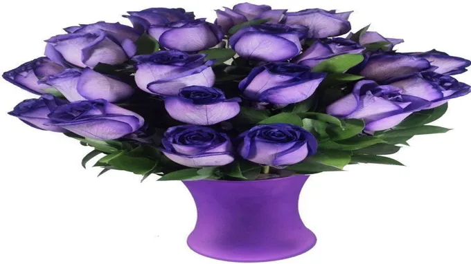 where can i get purple roses