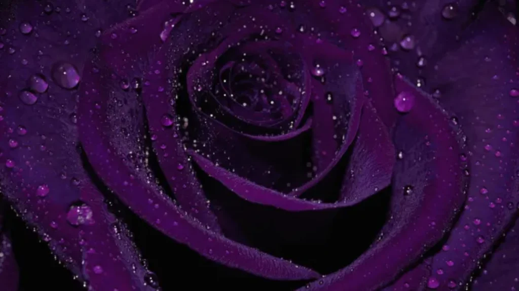 Where Can I Get Purple Roses? Find The Best Florists for Vibrant and Unique Bouquets